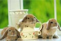 �ɰ���С�����ǳ���������һ��~