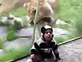 OMG Ҫ����С���ѵ�ʨ��