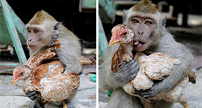 印尼上演"猴鸡恋"