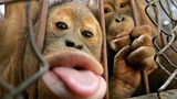 猴子搞笑集锦 机智到没朋友