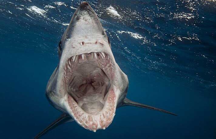 世界冲浪冠军比赛中遭鲨鱼袭击 惊险逃脱