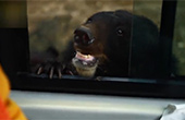 黑熊爬游客车窗要过路费