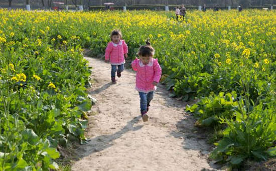 2017年2月28日，上海世纪公园，两位双胞胎小女孩在油菜花间的小路玩耍。专家表示，这是自1961年以来最暖的冬天，较常年暖1.9℃，今年“两会”期间，北京地区平均气温将比常年同期偏高。 澎湃新闻记者 朱伟辉 图