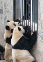 卧龙大熊猫感恩中国万里行