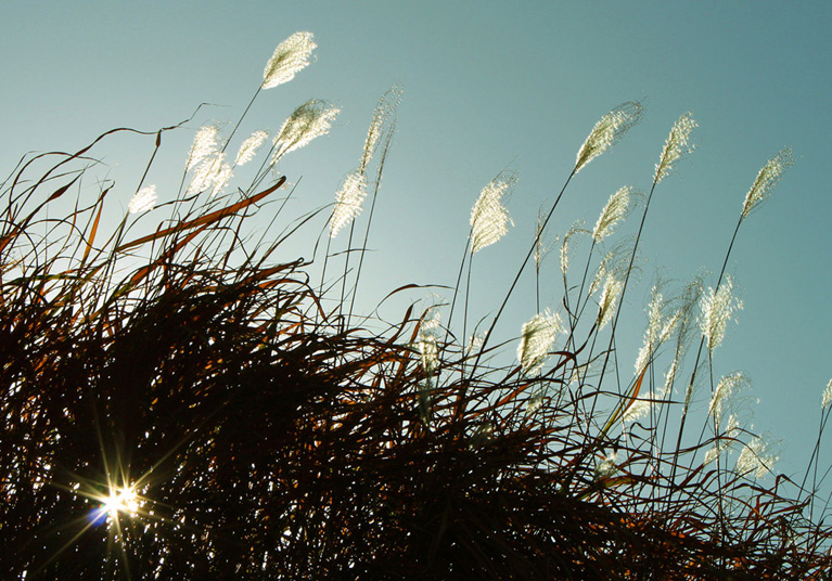 高处一丛茅草在风中摇曳,阳光随着风动的节拍,透射着枯黄的茅草叶幼 